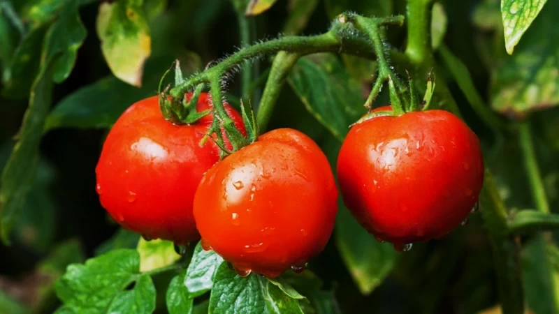 Излишки урожая на продажу: полный гид по справкам, налогам и правилам торговли