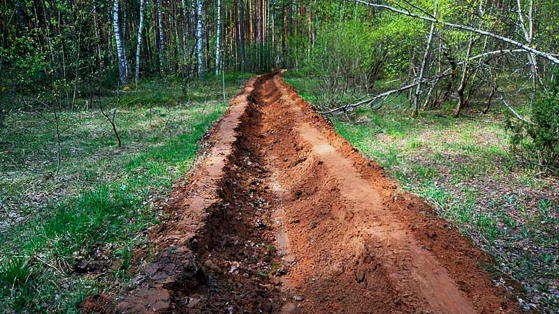 Если лес рядом: как подготовить участок к пожароопасному сезону и создать защитный барьер